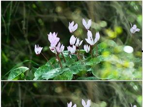 草草视频在,轻松掌握短视频制作技巧